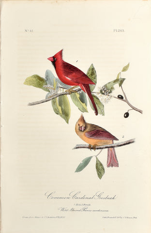 John James Audubon (American, 1785-1851), Pl 203 - Common Cardinal Grosbeak