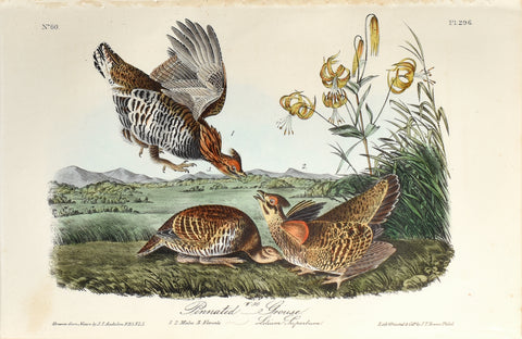 John James Audubon (American, 1785-1851), Pl 296 - Pinnated Grouse