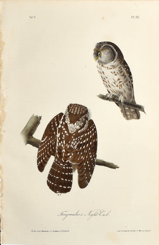 John James Audubon (American, 1785-1851), Pl 32 - Tengmalm's Night-Owl