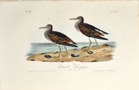 John James Audubon (American, 1785-1851), Pl 329 - Pectoral Sandpiper