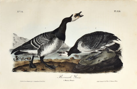 John James Audubon (American, 1785-1851), Pl 378 - Barnacle Goose