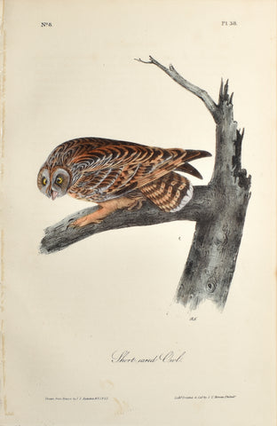 John James Audubon (American, 1785-1851), Pl 38 - Short-eared Owl