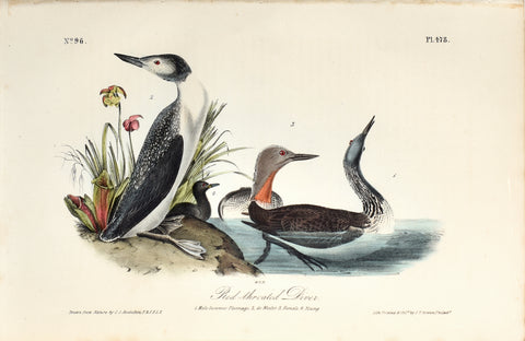 John James Audubon (American, 1785-1851),  Pl 478 - Red-throated Diver