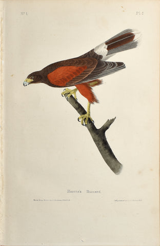 John James Audubon (American, 1785-1851), Pl 5 - Harris's Buzzard