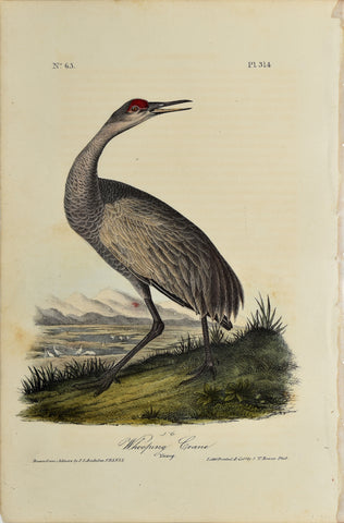 John James Audubon (American, 1785-1851),  Pl 314 - Whooping Crane