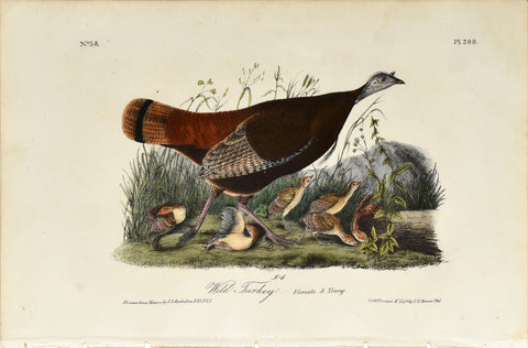 John James Audubon (American, 1785-1851), Pl 288 - Wild Turkey - Female and Young