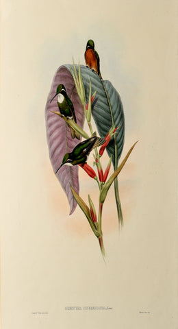 John Gould (1804-1881), Oreopyra Cinereicauda (Grey-tailed Hummingbird)