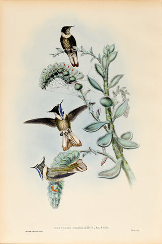 John Gould (1804-1881), Oxypogon Cyanolaemus (Blue-bearded Helmetcrest)