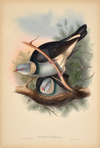 John Gould (1804-1881), Palumbus Pulchricollis (Collared Wood Pigeon)