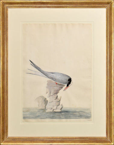 Peter Paillou (British, c.1720-1790), The Arctic Tern