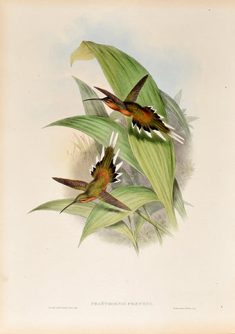 John Gould (1804-1881), Phaethornis Pretrei (Planalto Hermit)