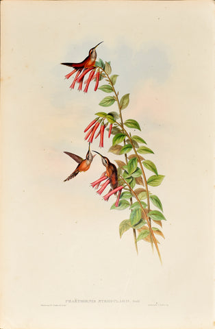 John Gould (1804-1881), Phaethornis Striigularis (Stripe-throated Hermit)