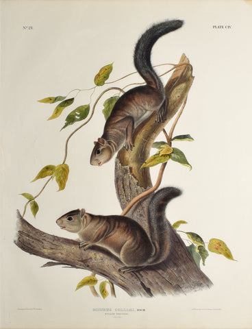 John James Audubon (1785-1851) & John Woodhouse Audubon (1812-1862), Collies Squirrel Pl. CIV