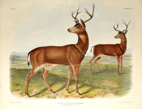 John James Audubon (1785-1851) & John Woodhouse Audubon (1812-1862), Columbian Black-tailed Deer Pl. CVI