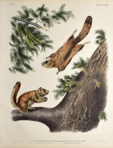 John James Audubon (1785-1851) & John Woodhouse Audubon (1812-1862), Severn River Flying Squirrel Pl. CXLIII