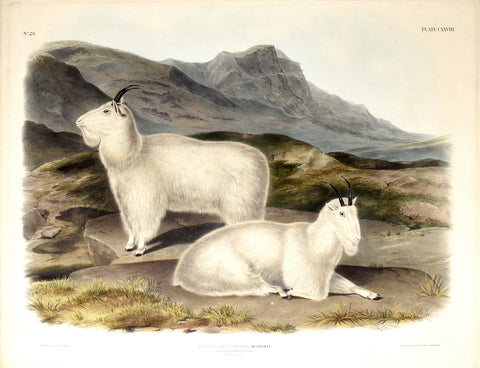John James Audubon (1785-1851) & John Woodhouse Audubon (1812-1862), Rocky Mountain Goat Pl. CXXVIII