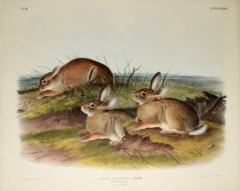 John James Audubon (1785-1851) & John Woodhouse Audubon (1812-1862), Worm Wood Hare, Male & Female Pl. LXXXVIII