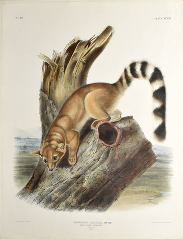 John James Audubon (1785-1851) & John Woodhouse Audubon (1812-1862), Ring-Tailed Bassaris Pl. XCVIII