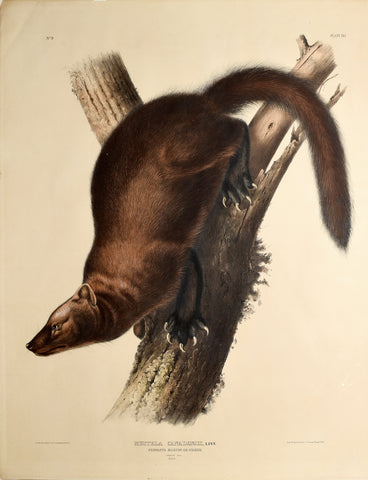 John James Audubon (1785-1851) & John Woodhouse Audubon (1812-1862), Pennants Marten or Fisher Pl. XLI