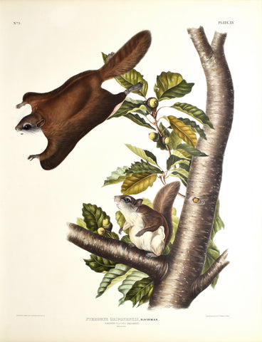 John James Audubon (1785-1851) & John Woodhouse Audubon (1812-1862), Oregon Flying Squirrell Pl. XV