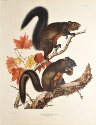 John James Audubon (1785-1851) & John Woodhouse Audubon (1812-1862), Long-haired Squirrel Pl. XXVII