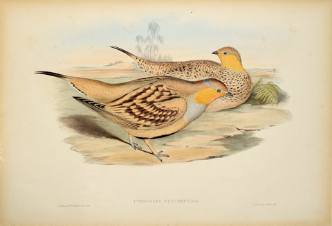 John Gould (1804-1881), Pterocles Guttatus (Spotted Sand Grouse)