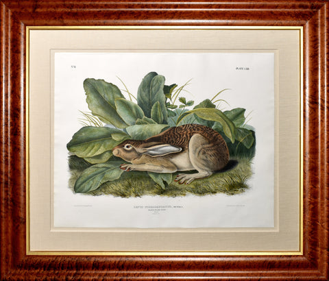 John James Audubon (1785-1851) & John Woodhouse Audubon (1812-1862), Black tailed Hare Pl. LXIII