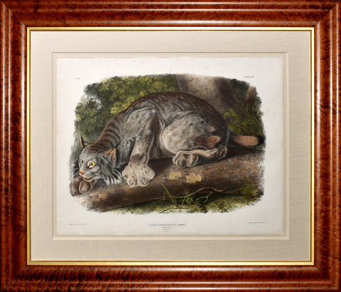 John James Audubon (1785-1851) & John Woodhouse Audubon (1812-1862), Canada Lynx Pl. XVI