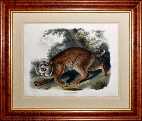 John James Audubon (1785-1851) & John Woodhouse Audubon (1812-1862), Common American Wildcat Pl. I