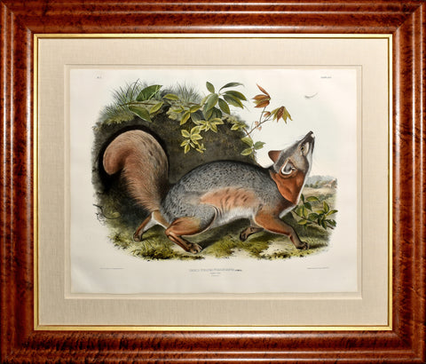 John James Audubon (1785-1851) & John Woodhouse Audubon (1812-1862), Grey Fox Pl. XXI