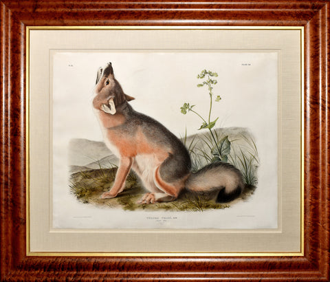 John James Audubon (1785-1851) & John Woodhouse Audubon (1812-1862), Swift Fox Pl. LII
