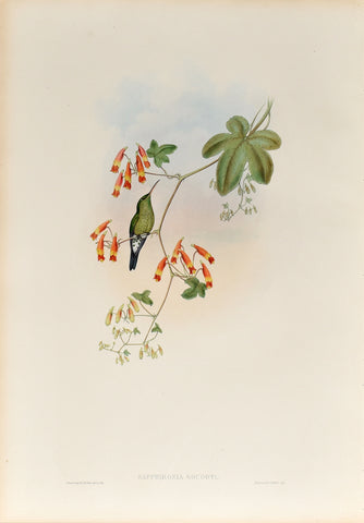 John Gould (1804-1881), Sapphironia Goudoti (Shining Green Hummingbird)