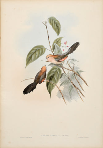 John Gould (1804-1881), Suthora Webbiana (Vinous-throated Parrotbill)