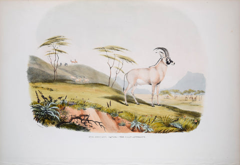 Captain W. Cornwallis Harris (1807-1848), Plate XVIII The Roan Antelope