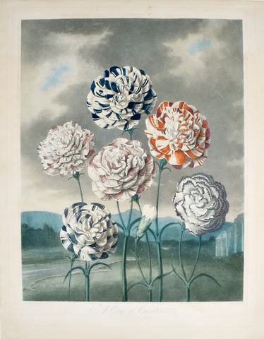 Robert John Thornton (1768-1837), A Group of Carnations