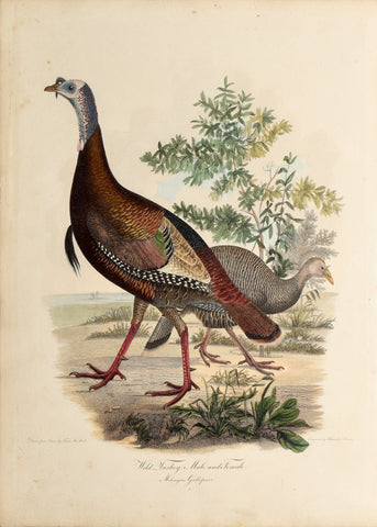 Titian Ramsay Peale (1799–1885), Wild Turkey—Male and Female (Meleagris gallopavo)