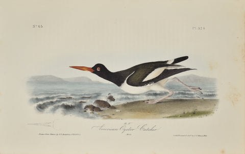 John James Audubon (American, 1785-1851), Pl 324 - American Oyster-Catcher