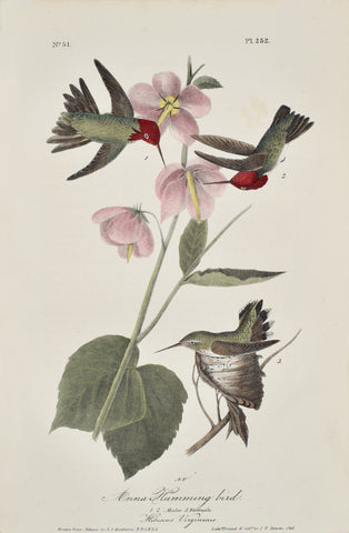 John James Audubon (American, 1785-1851), Pl 252 - Anna Hummingbird
