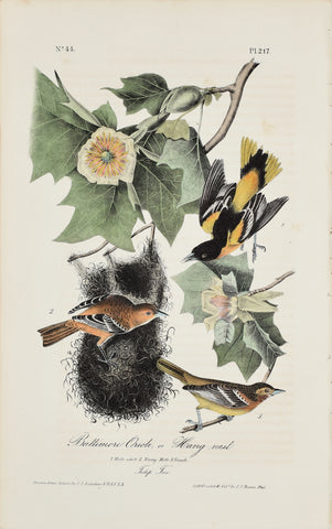 John James Audubon (American, 1785-1851), Pl 217 - Baltimore Oriole or Hang-nest