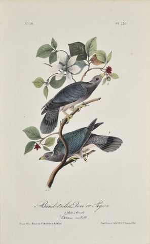 John James Audubon (American, 1785-1851), Pl 279 - Band-tailed Dove or Pigeon