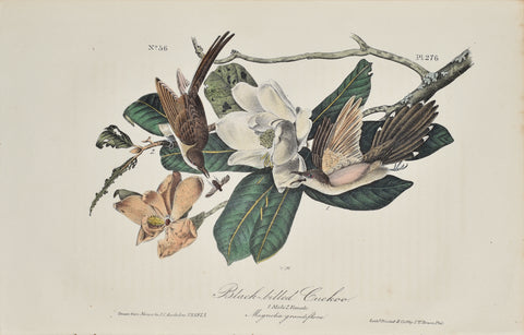 John James Audubon (American, 1785-1851), Pl 276 - Black-billed Cuckoo