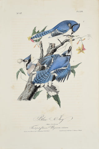 John James Audubon (American, 1785-1851), Pl 231 - Blue Jay