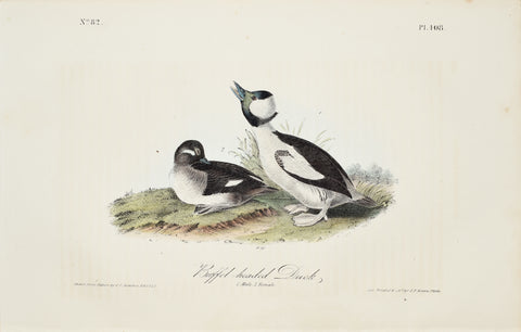 John James Audubon (American, 1785-1851), Pl 408 - Buffel-headed Duck