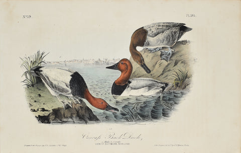 John James Audubon (American, 1785-1851), Pl 395 - Canvass Back Duck