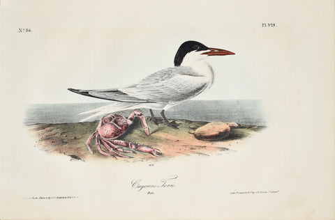 John James Audubon (American, 1785-1851), Pl 429 - Cayenne Tern