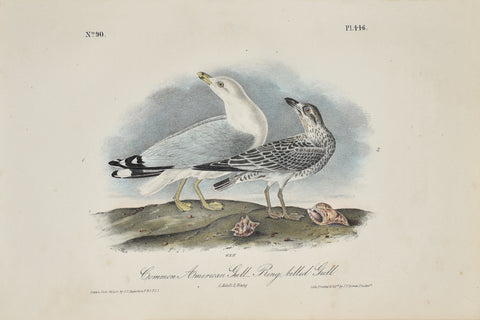 John James Audubon (American, 1785-1851), Pl 446 - Common American Gull - Ring-billed Gull