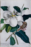 Georg Dionysius Ehret (German, 1708-1770), Magnolia altissima Laure Cerasa folio. flore ingenti Candide