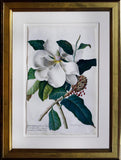Georg Dionysius Ehret (German, 1708-1770), Magnolia altissima Laure Cerasa folio. flore ingenti Candide