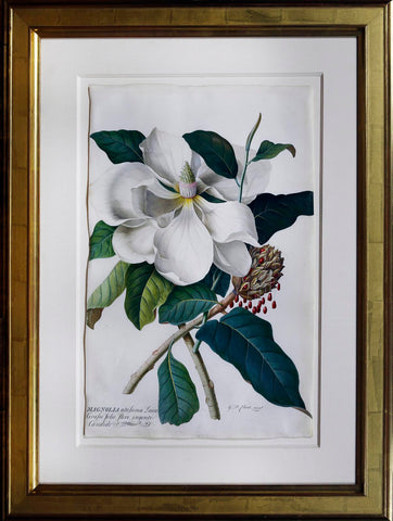 Georg Dionysius Ehret (German, 1708-1770), Magnolia altissima Laure Cerasa folio. flore ingenti Candide