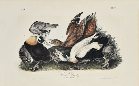 John James Audubon (American, 1785-1851), Pl 405 - Eider Duck